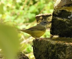 Geothlypis philadelphia