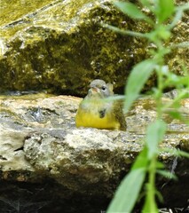 Geothlypis philadelphia
