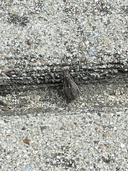 Naupactus
