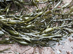 Ascophyllum nodosum