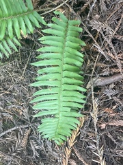 Polystichum