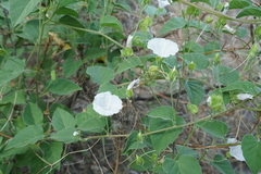 Jacquemontia pringlei