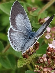 Celastrina argiolus