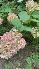 Hydrangea macrophylla
