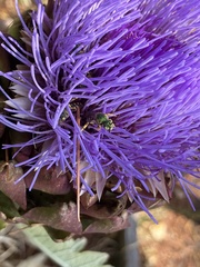 Agapostemon virescens