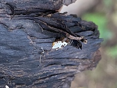 Micrathena mitrata