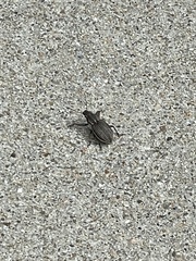 Naupactus