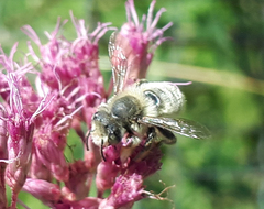 Megachile latimanus