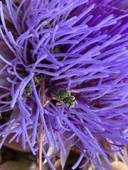 Agapostemon virescens