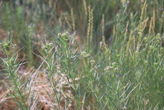 Asclepias subverticillata