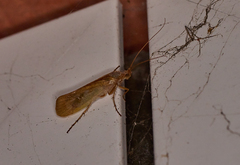 Limnephilus