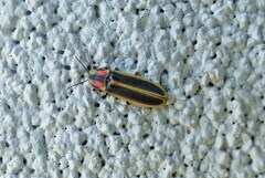 Pyractomena lucifera