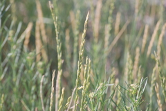 Elymus smithii