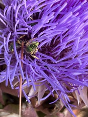 Agapostemon virescens