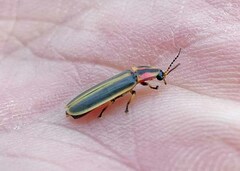 Pyractomena lucifera