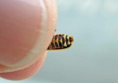 Pyractomena lucifera