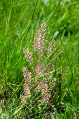 Lepidium virginicum