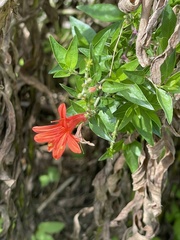 Anisacanthus