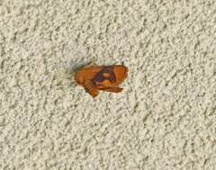 Apoda y-inversa