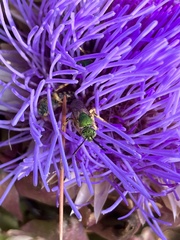 Agapostemon virescens