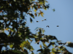 Aratinga nenday