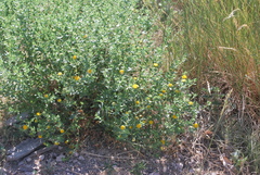 Grindelia squarrosa