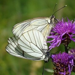 Aporia crataegi