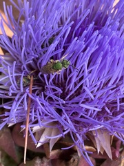 Agapostemon virescens
