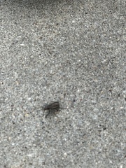 Naupactus leucoloma