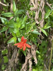 Anisacanthus