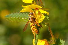 Milesia virginiensis