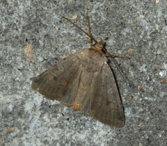 Protolampra sobrina