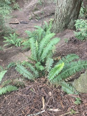 Polystichum