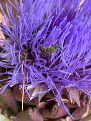 Agapostemon virescens
