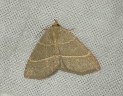 Trisateles emortualis