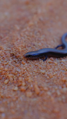 Chalcides bedriagai