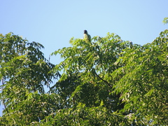 Aratinga nenday