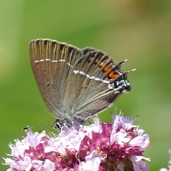 Satyrium spini