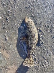 Paralichthys californicus