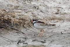 Elseyornis melanops