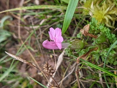 Pedicularis sylvatica