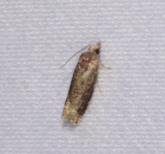 Eucosma ochroterminana