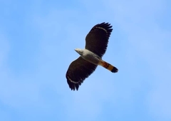 Geranospiza caerulescens