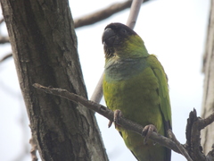 Aratinga nenday