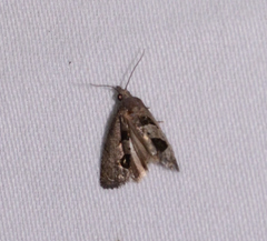 Eucosma tomonana