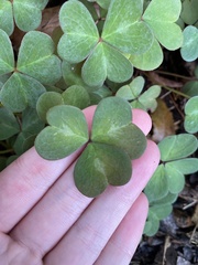 Oxalis oregana