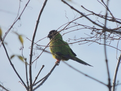 Aratinga nenday