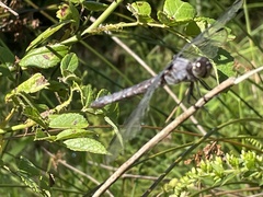 Libellula
