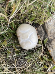 Lycoperdon pratense