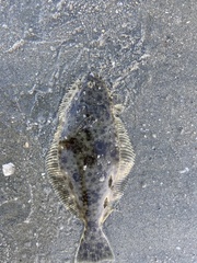 Paralichthys californicus
